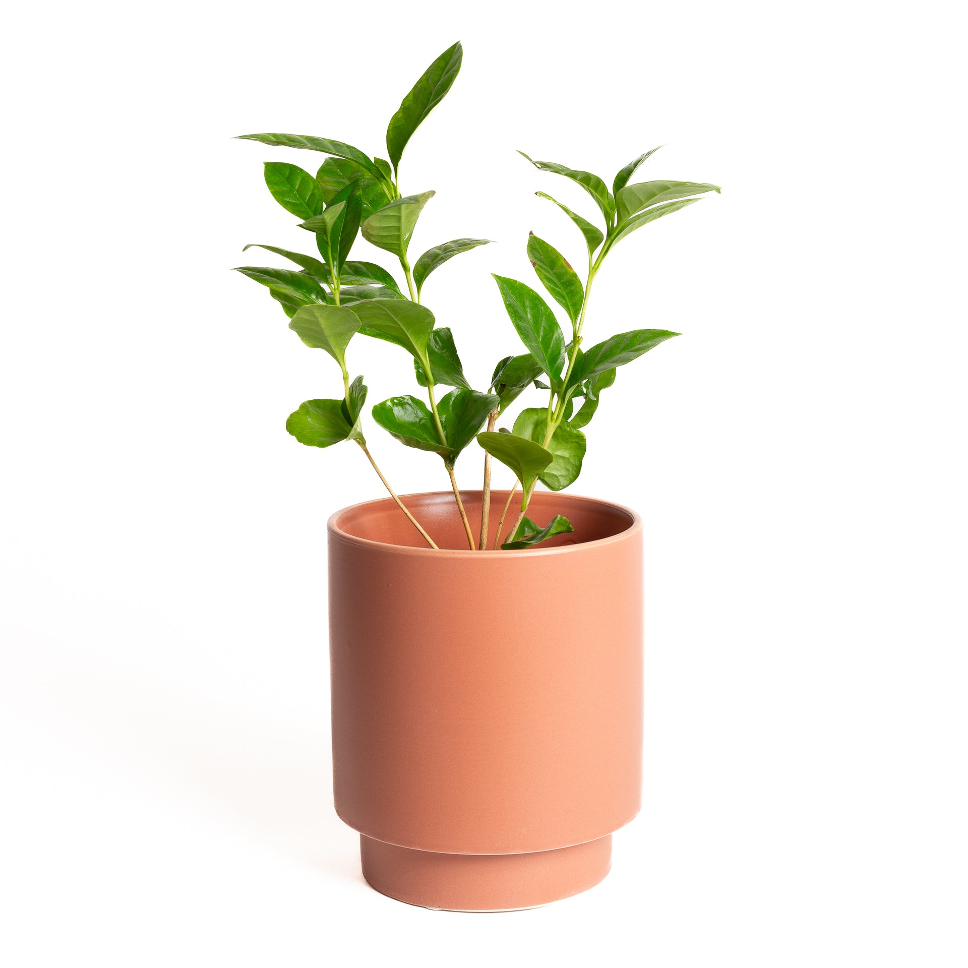 Coffee 'Arabica' 4” XL - Urban Sprouts