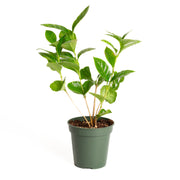 Coffee 'Arabica' 4” XL - Urban Sprouts