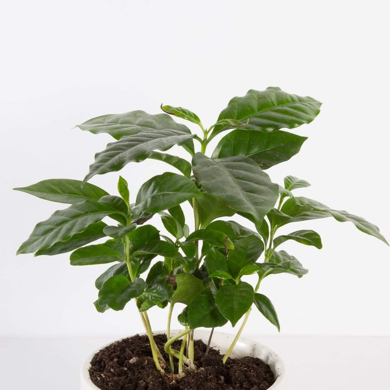 Urban Sprouts Plant Coffee 'Arabica'