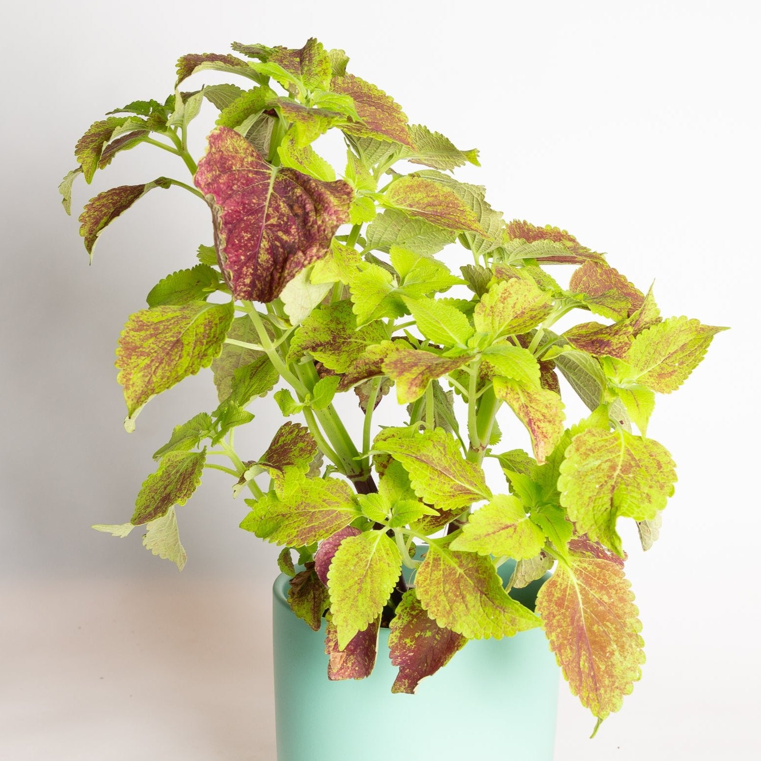 Coleus 'Alabama' 6" - Urban Sprouts