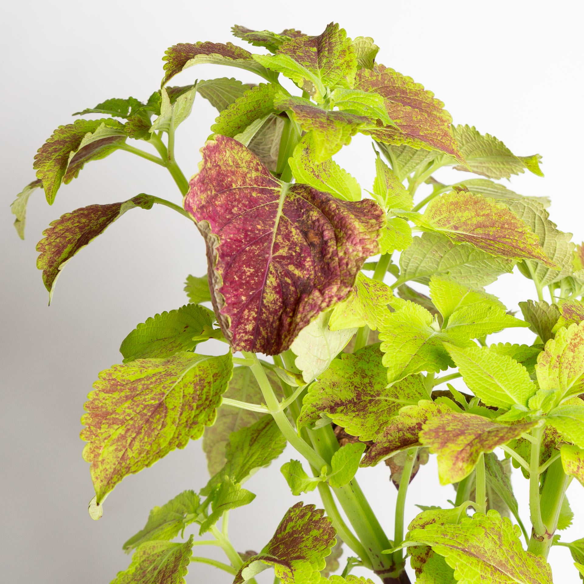 Coleus 'Alabama' 6" - Urban Sprouts