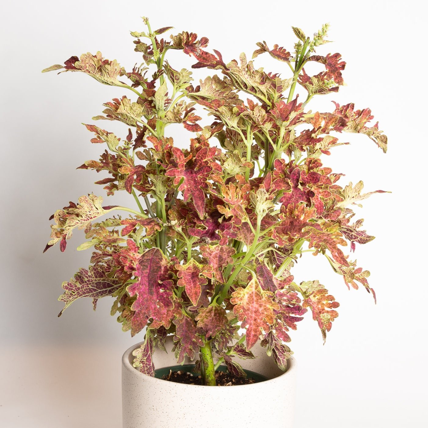 Coleus 'Jupiter' 6" - Urban Sprouts