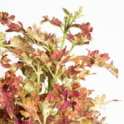 Coleus 'Jupiter' 6" - Urban Sprouts