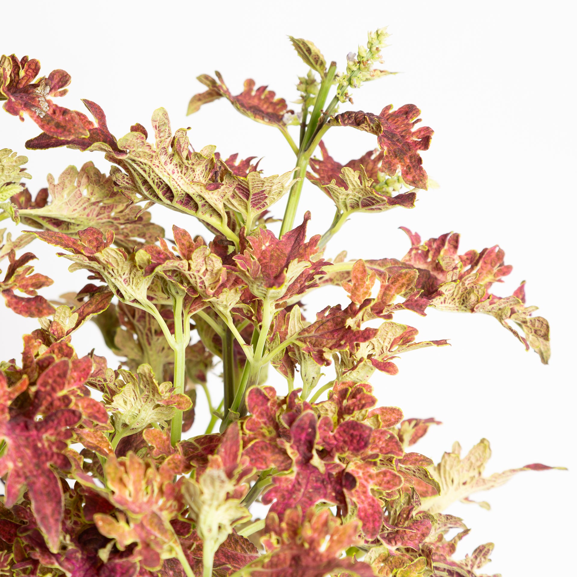 Coleus 'Jupiter' 6" - Urban Sprouts