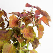 Coleus 'Main Street Wall Street' 6" - Urban Sprouts