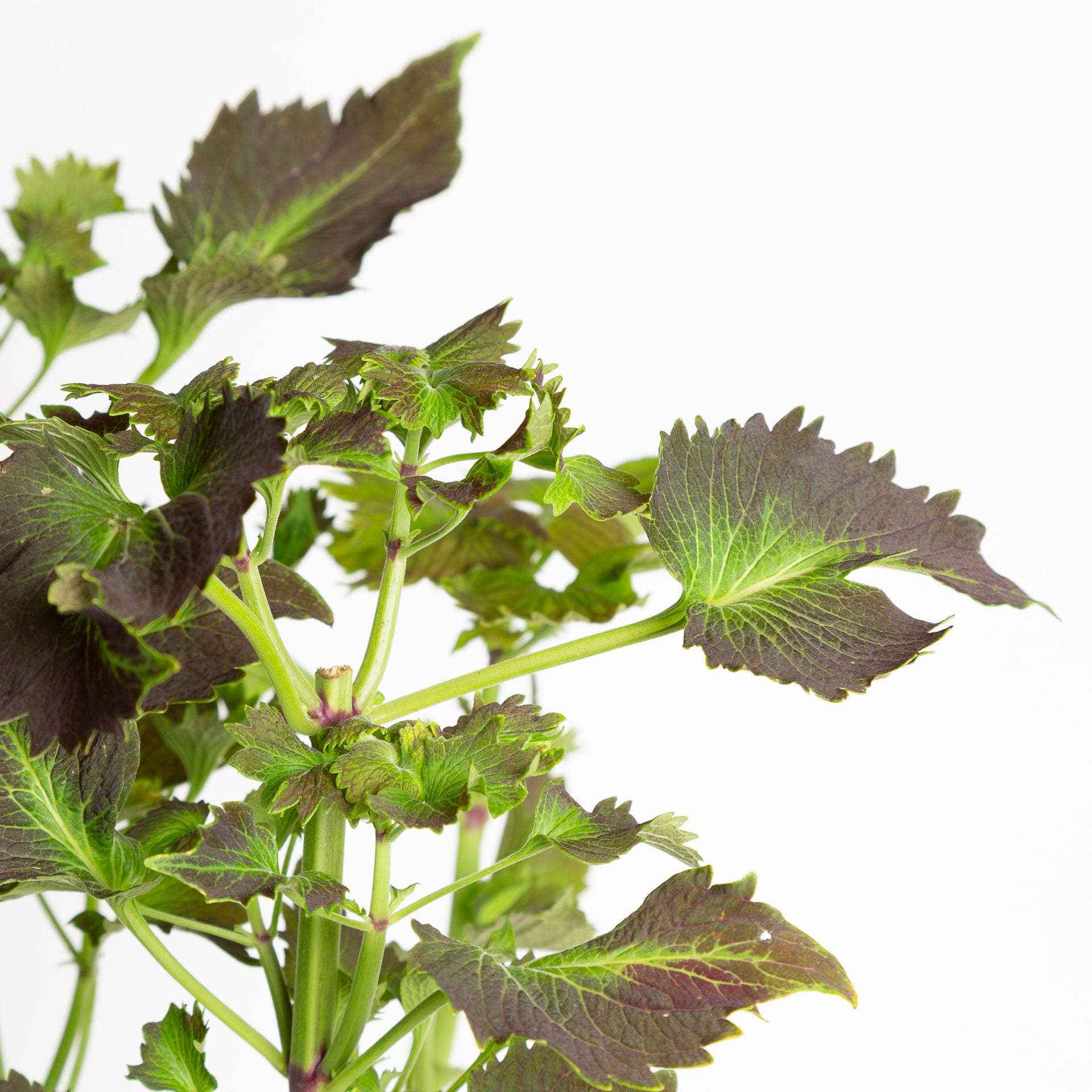 Coleus 'Tilt A Whirl' 6" - Urban Sprouts