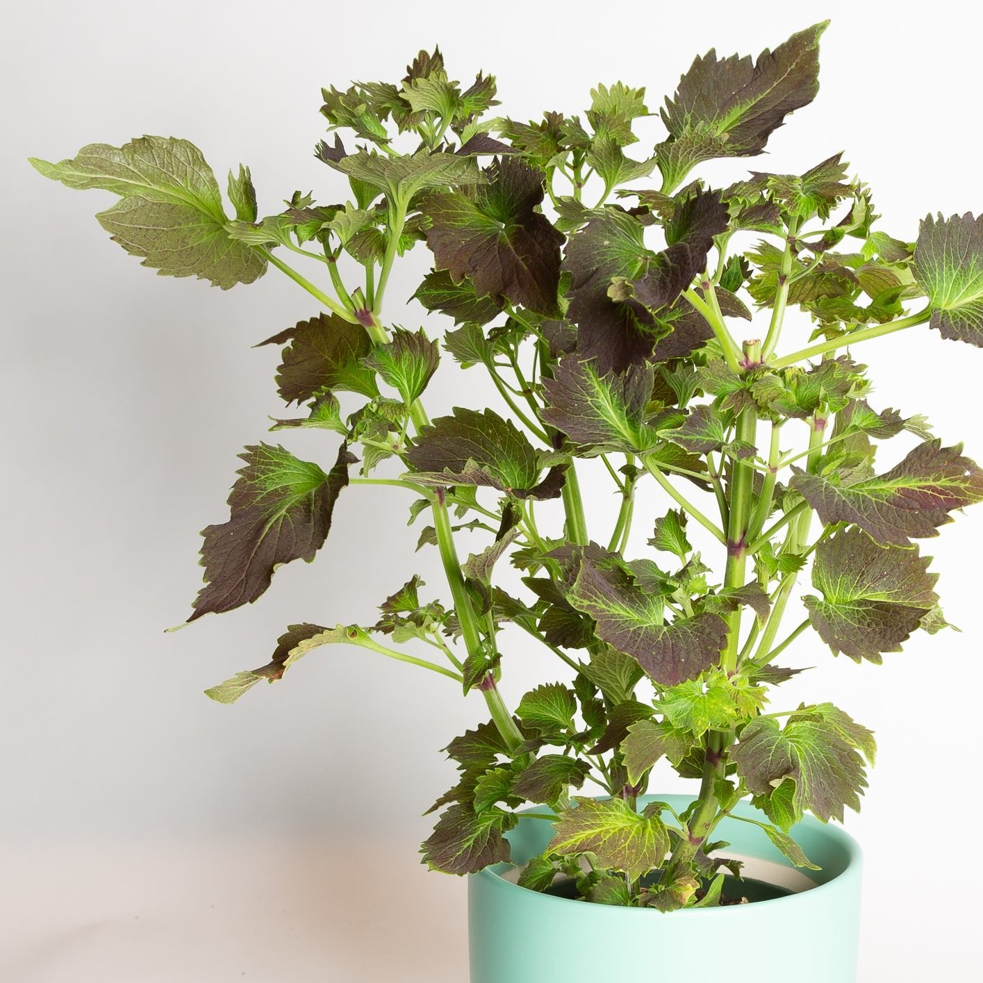 Coleus 'Tilt A Whirl' 6" - Urban Sprouts