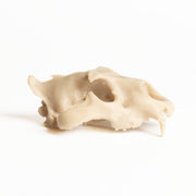 Cougar Skull - Medium - Urban Sprouts