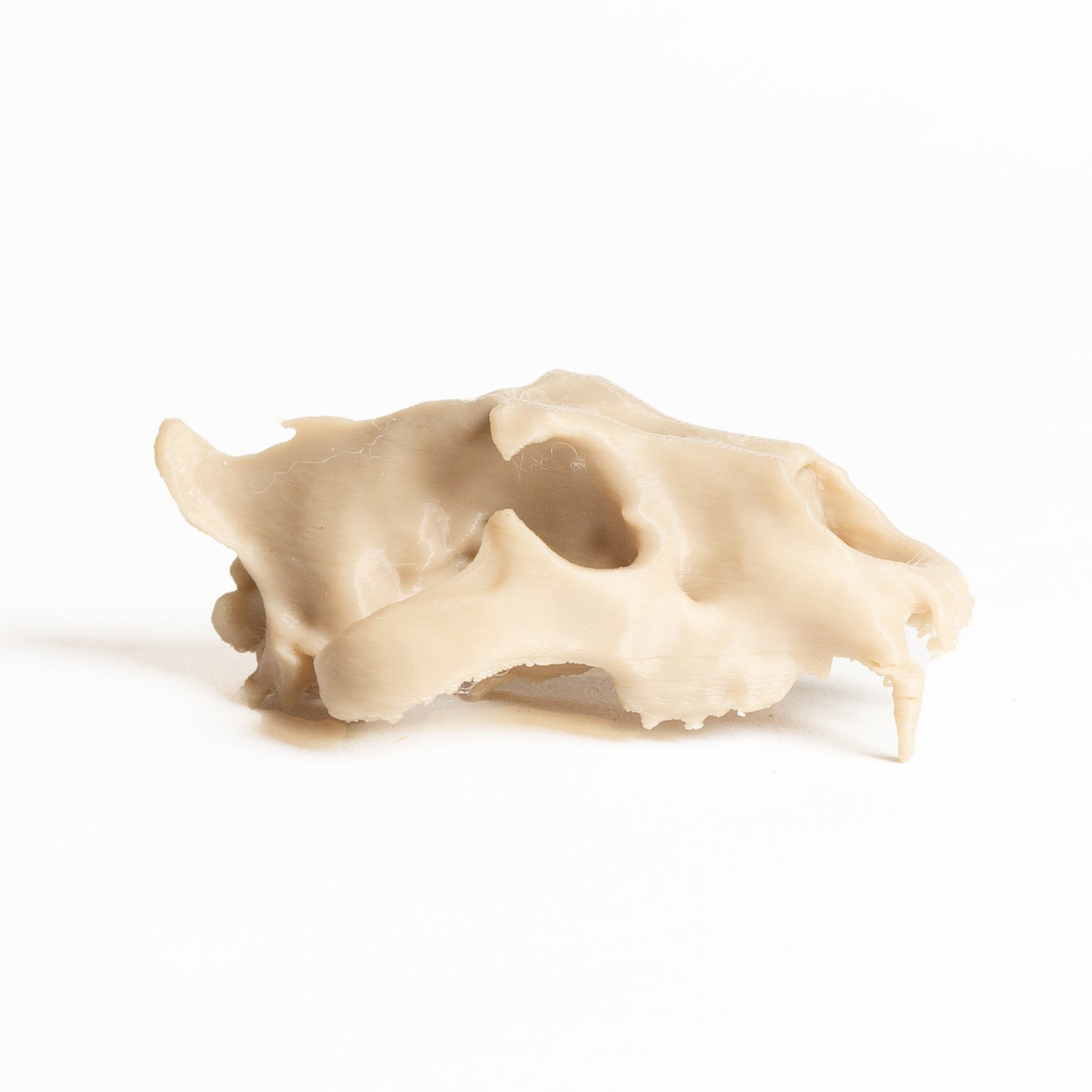 Cougar Skull - Medium - Urban Sprouts