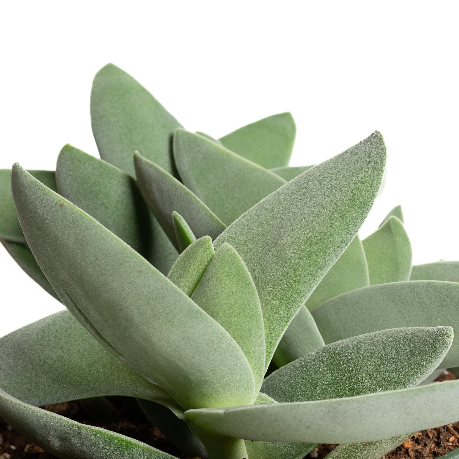 Crassula 'Propeller' 6" - Urban Sprouts