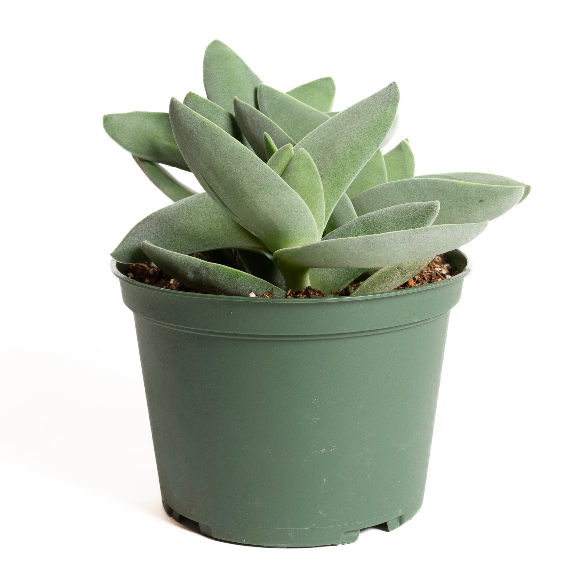 Crassula 'Propeller' 6" - Urban Sprouts