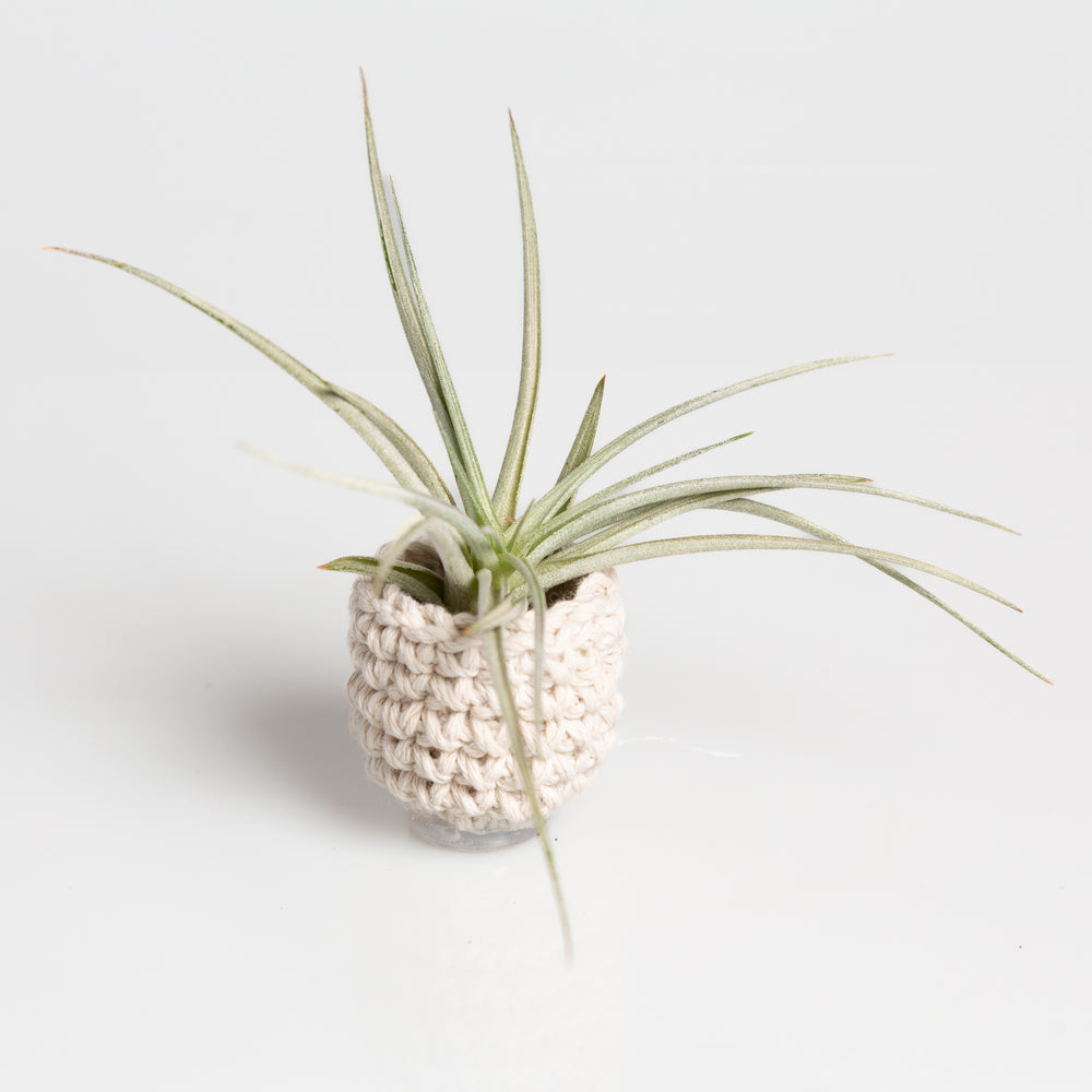 Crochet Air Plant Basket - Urban Sprouts