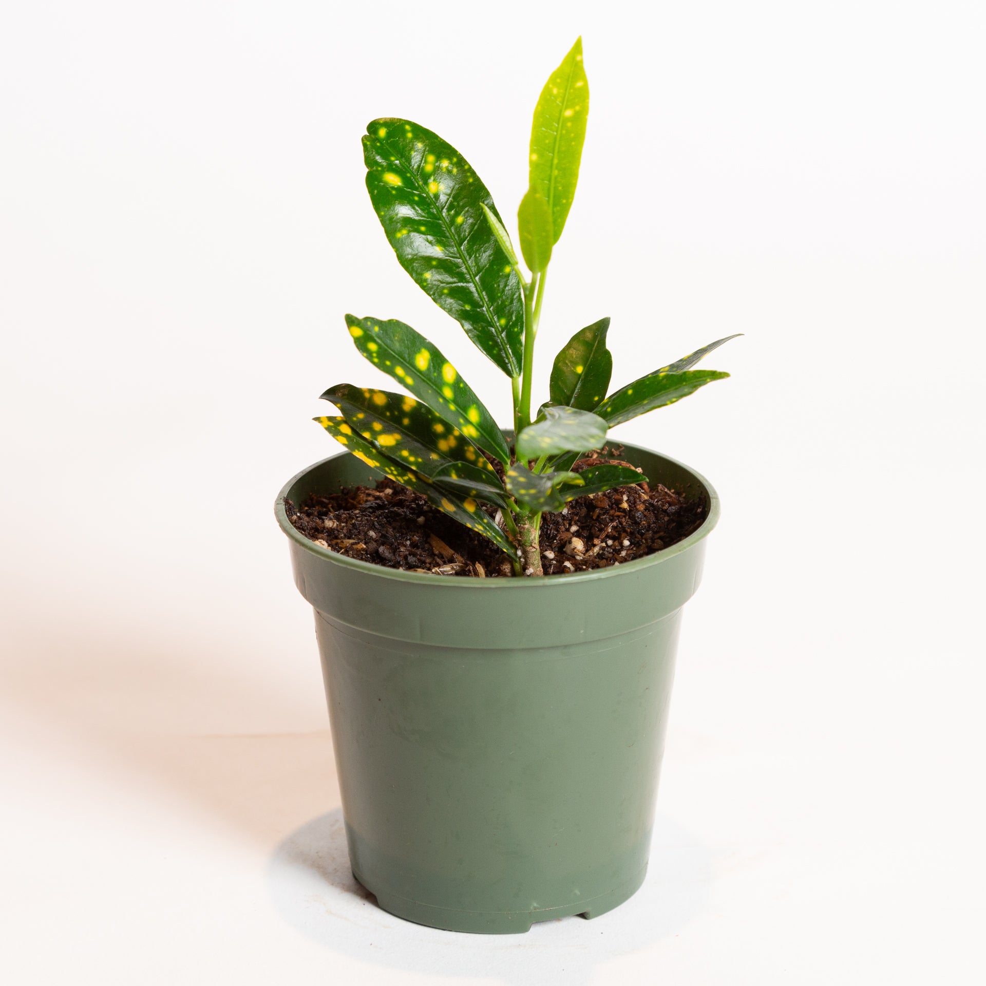 Croton 'Gold Dust' 4" - Urban Sprouts