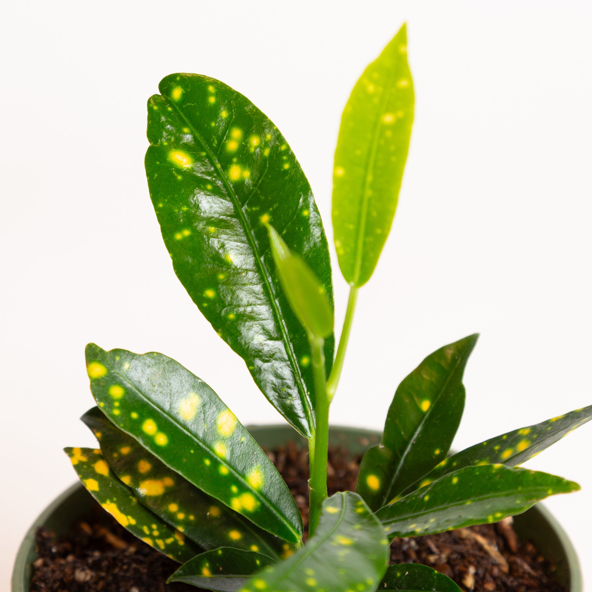 Croton 'Gold Dust' 4" - Urban Sprouts