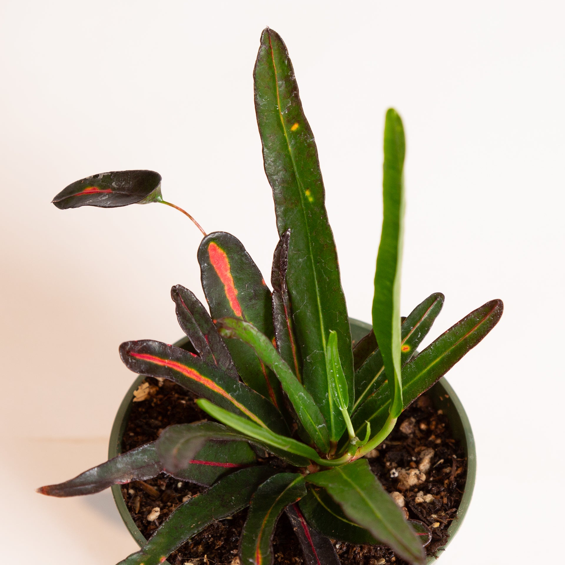 Croton 'Zanzibar' 4" - Urban Sprouts