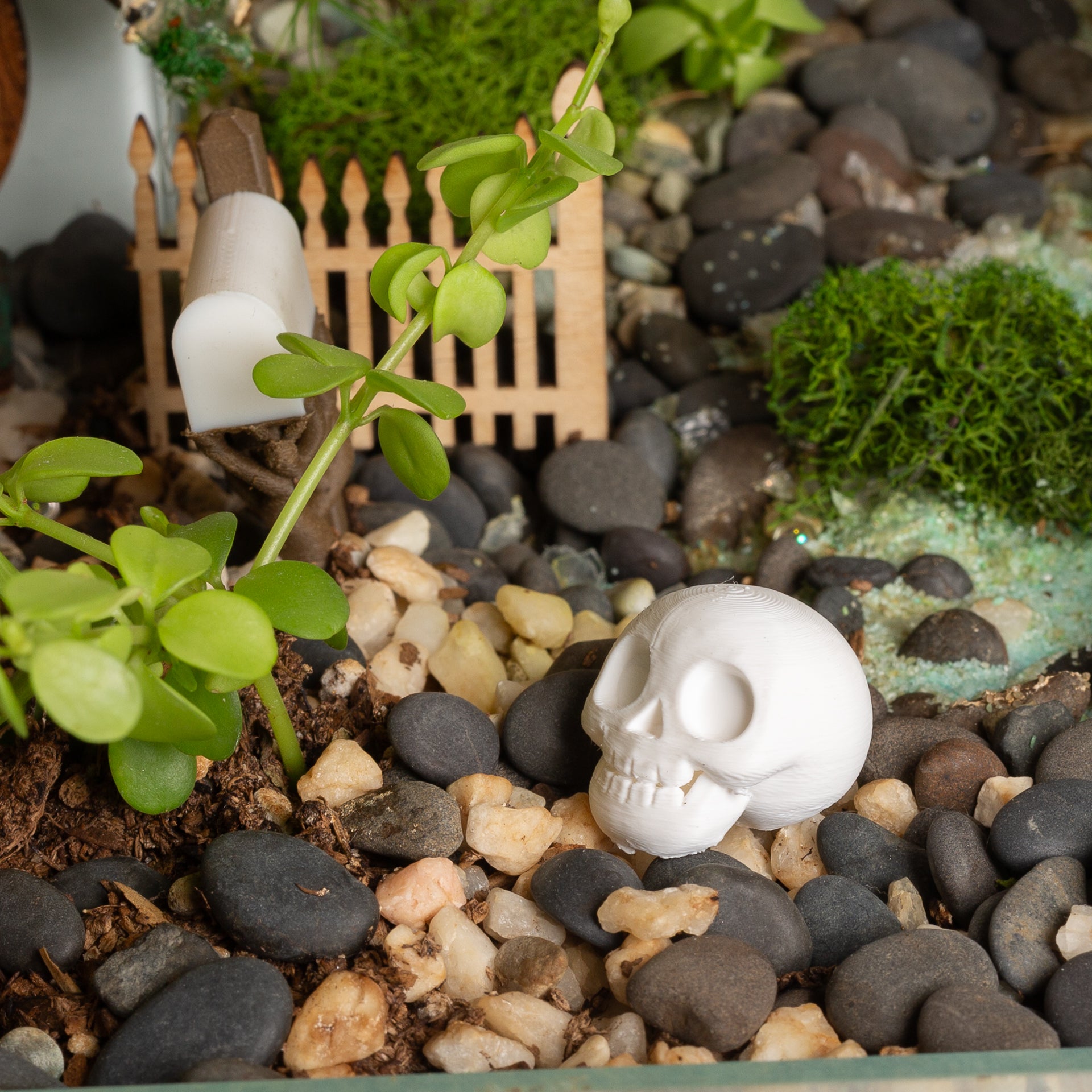 Cute Skull - Urban Sprouts