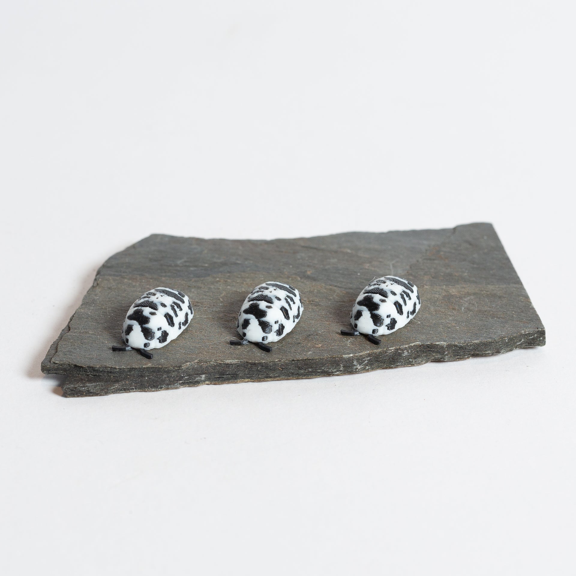 Dairy Cow Isopod - Urban Sprouts