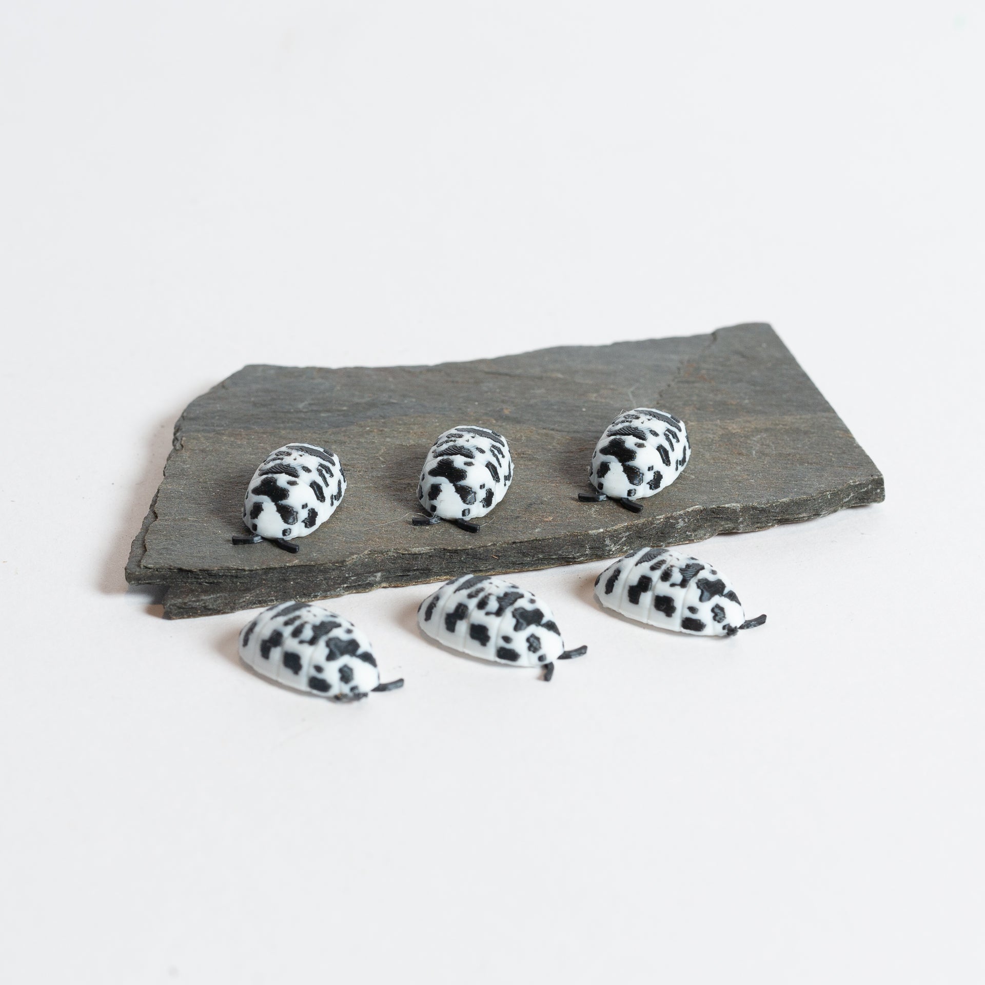 Dairy Cow Isopod - Urban Sprouts