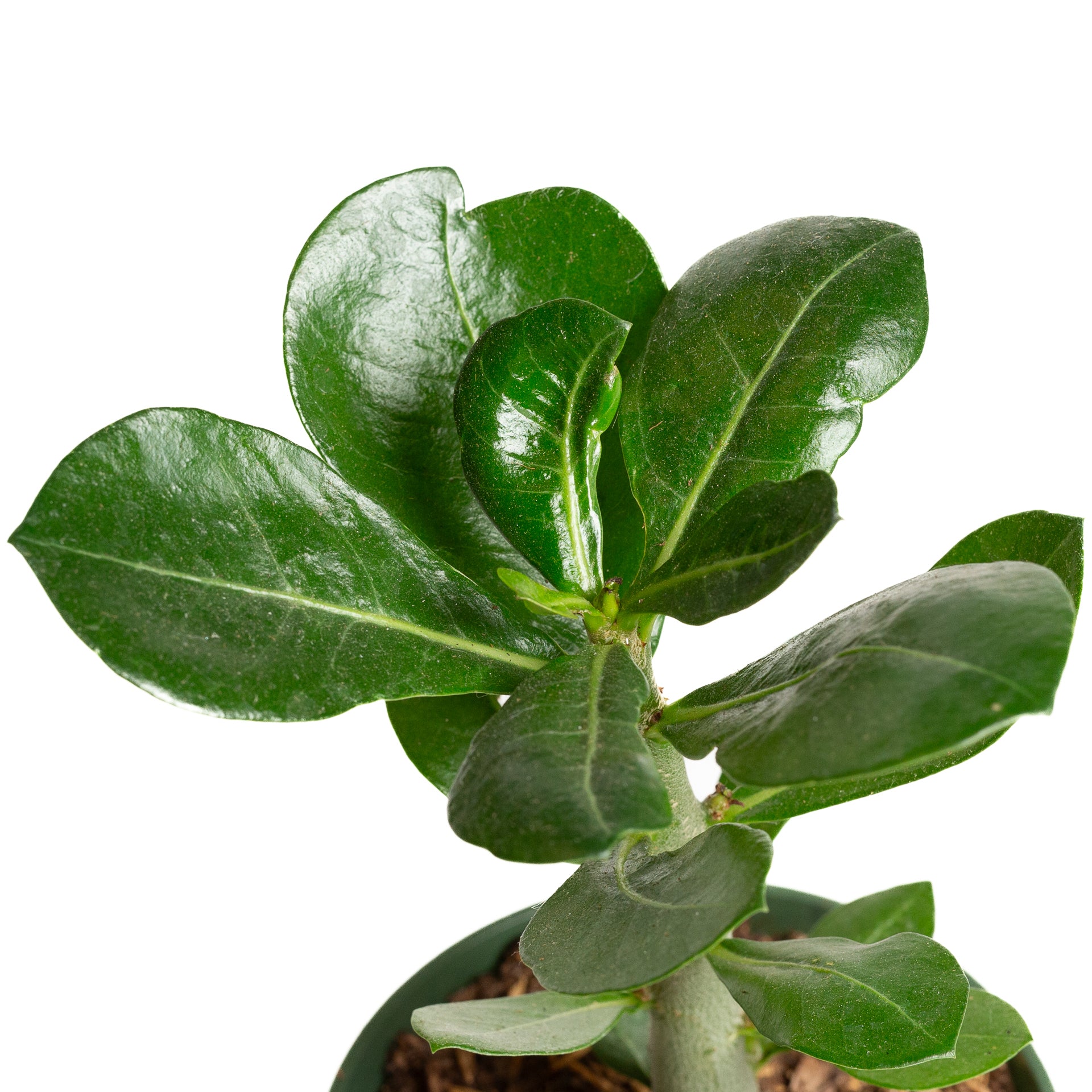 Desert Rose 4" - Urban Sprouts