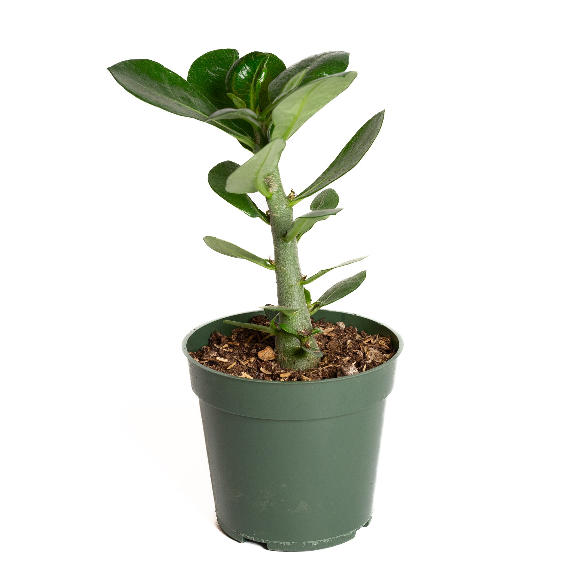 Desert Rose 4" - Urban Sprouts