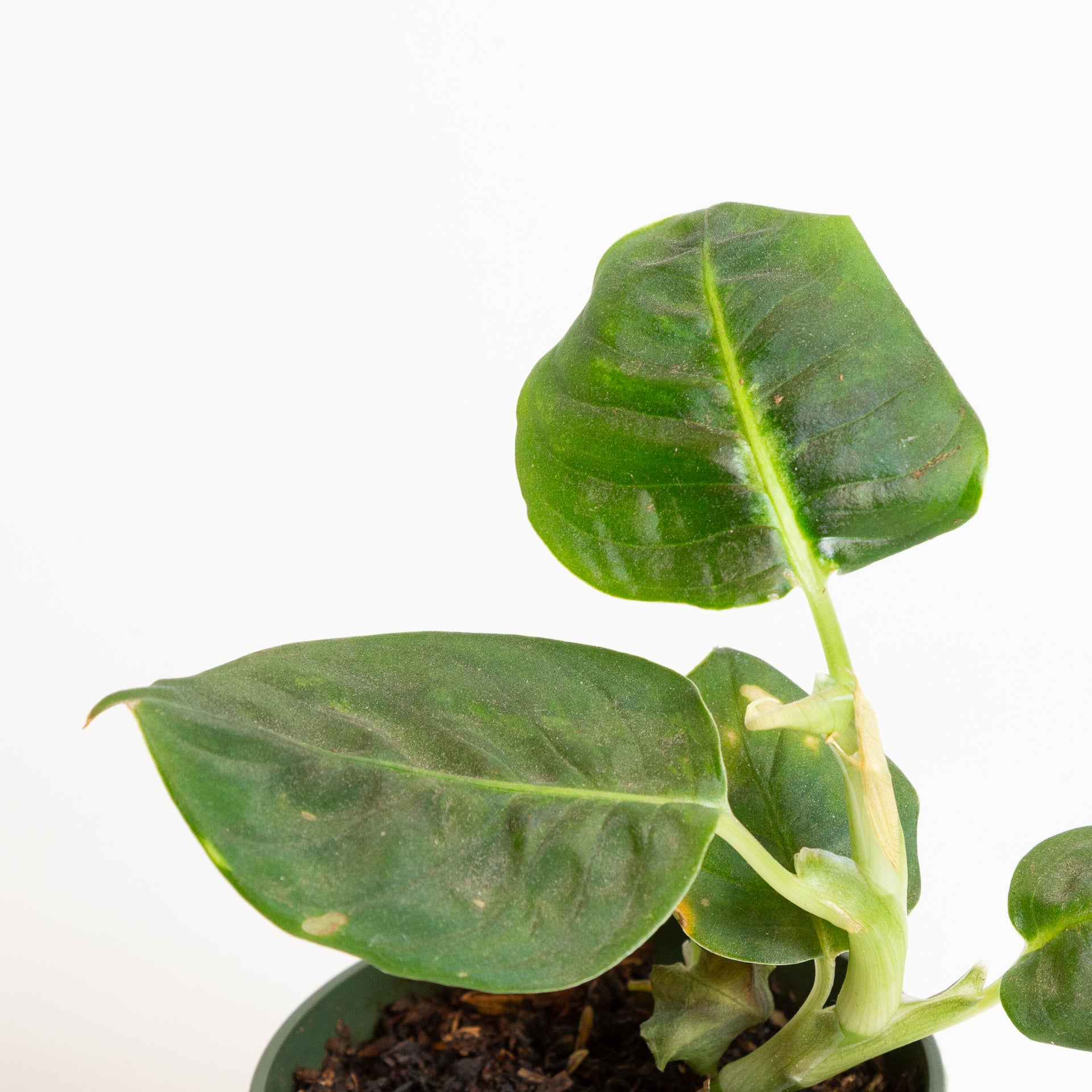 Dieffenbachia 'Reflector' 4" - Urban Sprouts