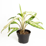 Dieffenbachia 'Star Bright' 6" - Urban Sprouts