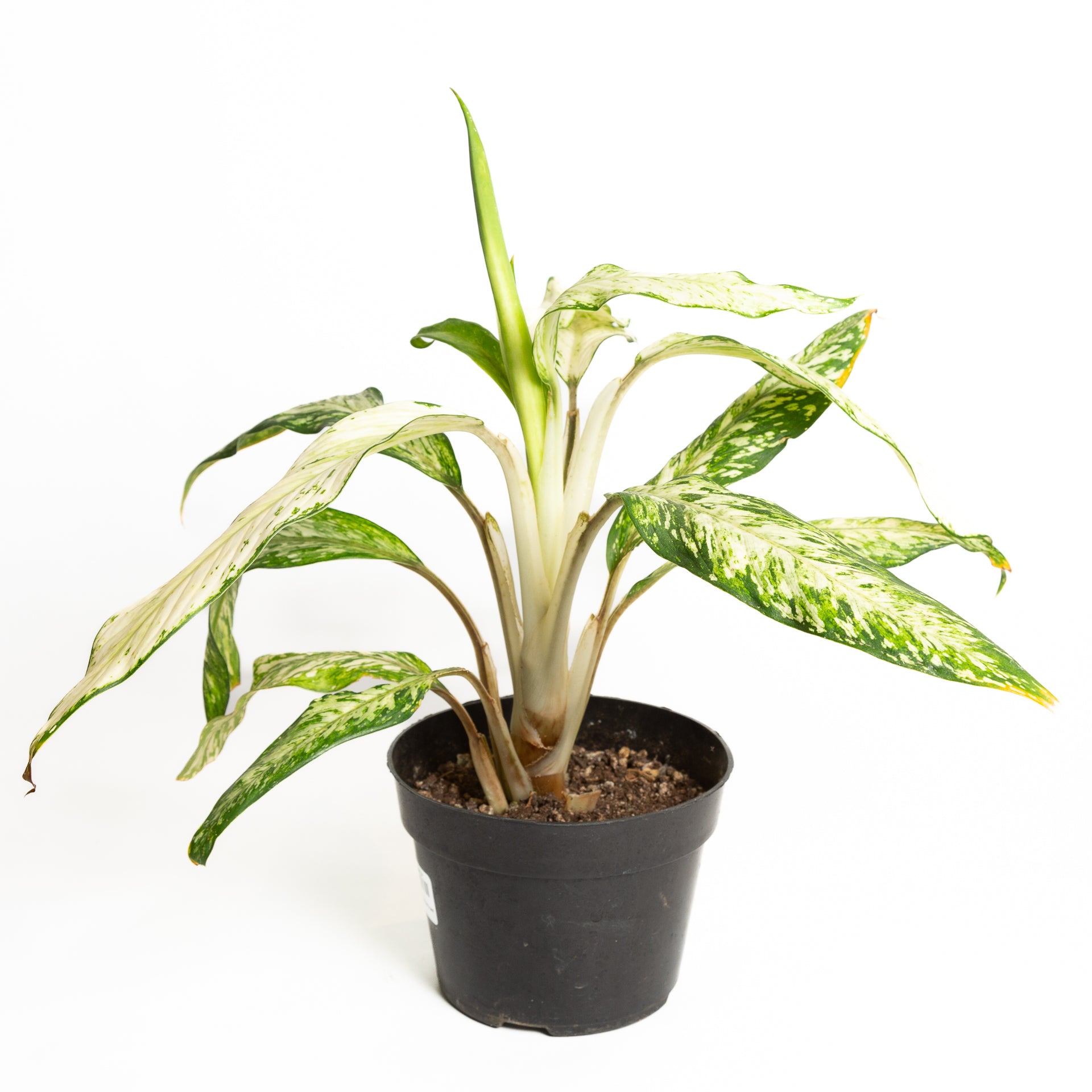 Dieffenbachia 'Star Bright' 6" - Urban Sprouts