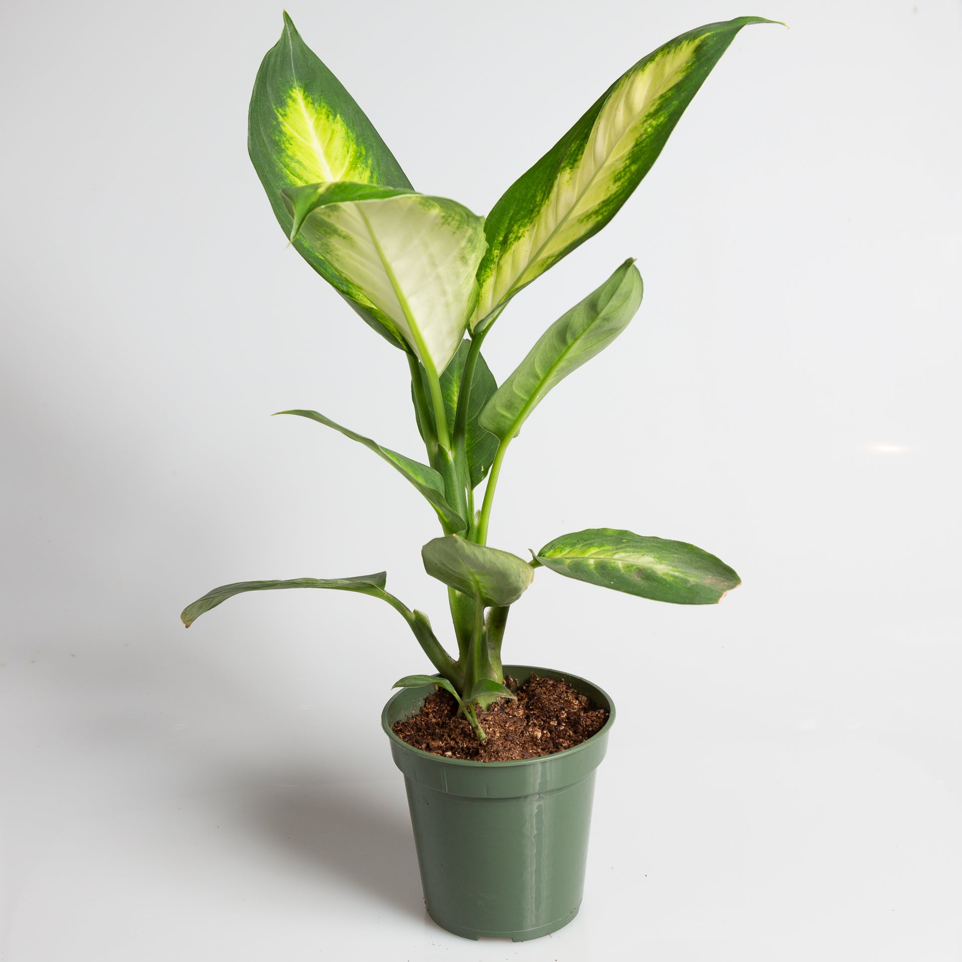 Dieffenbachia 'Tropic Marianne' 4" - Urban Sprouts