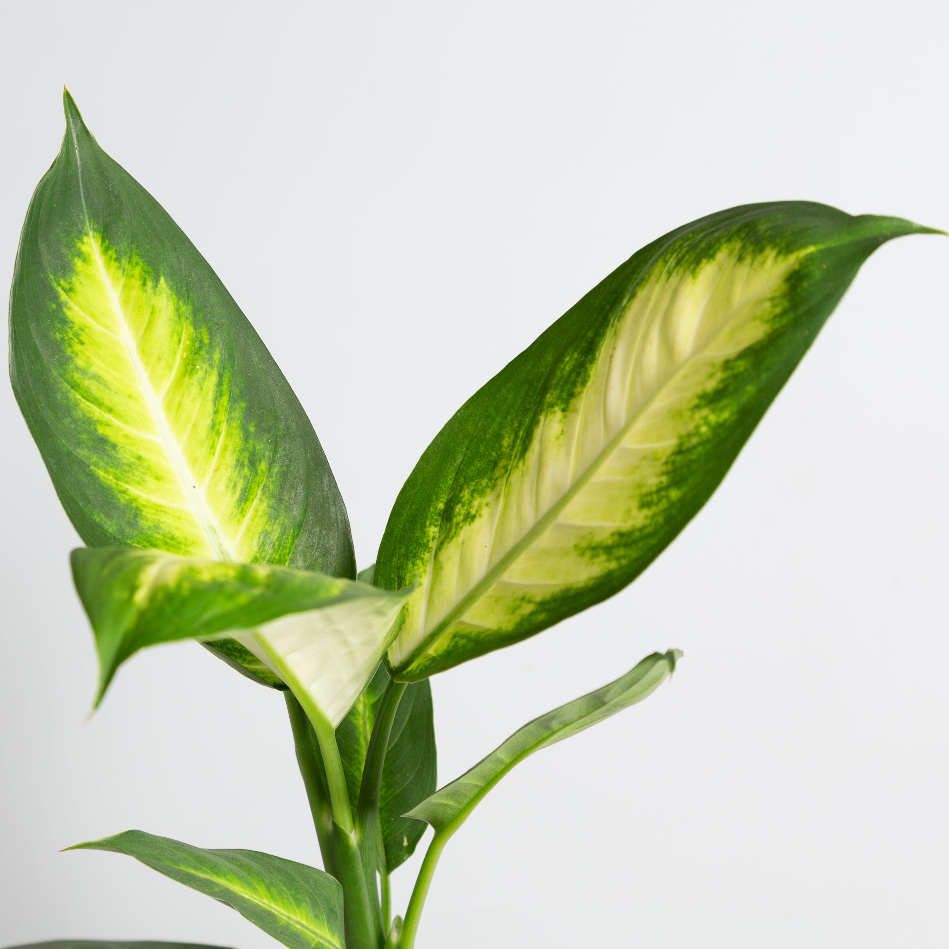Dieffenbachia 'Tropic Marianne' 4" - Urban Sprouts