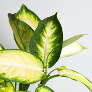 Dieffenbachia 'Tropic Marianne' 8" - Urban Sprouts