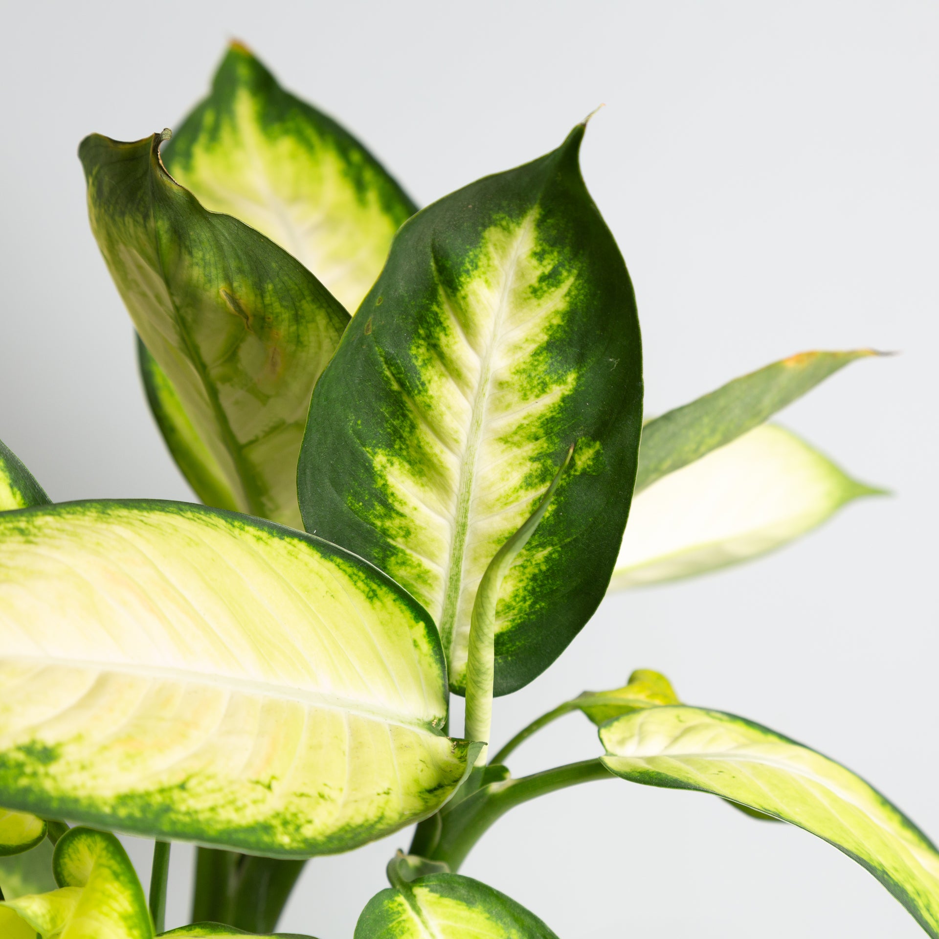 Dieffenbachia 'Tropic Marianne' 8" - Urban Sprouts