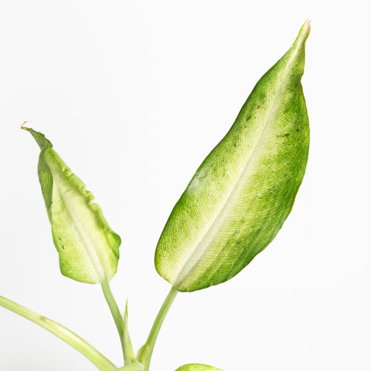 Dieffenbachia 'Camouflage' 4" - Urban Sprouts