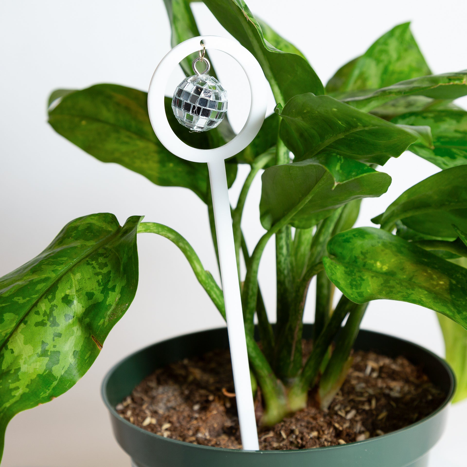 Disco Stake - Urban Sprouts