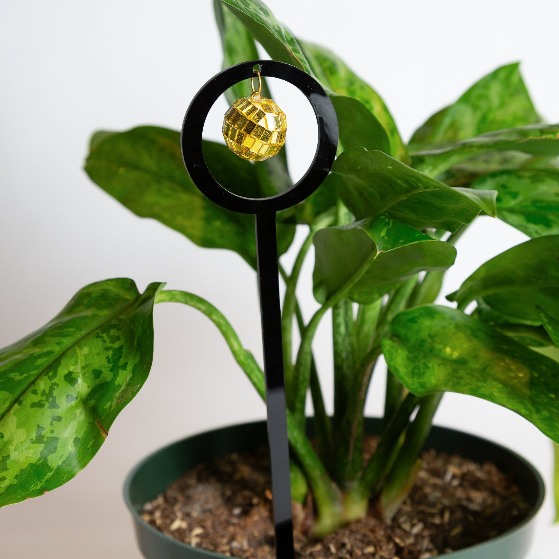 Disco Stake - Urban Sprouts