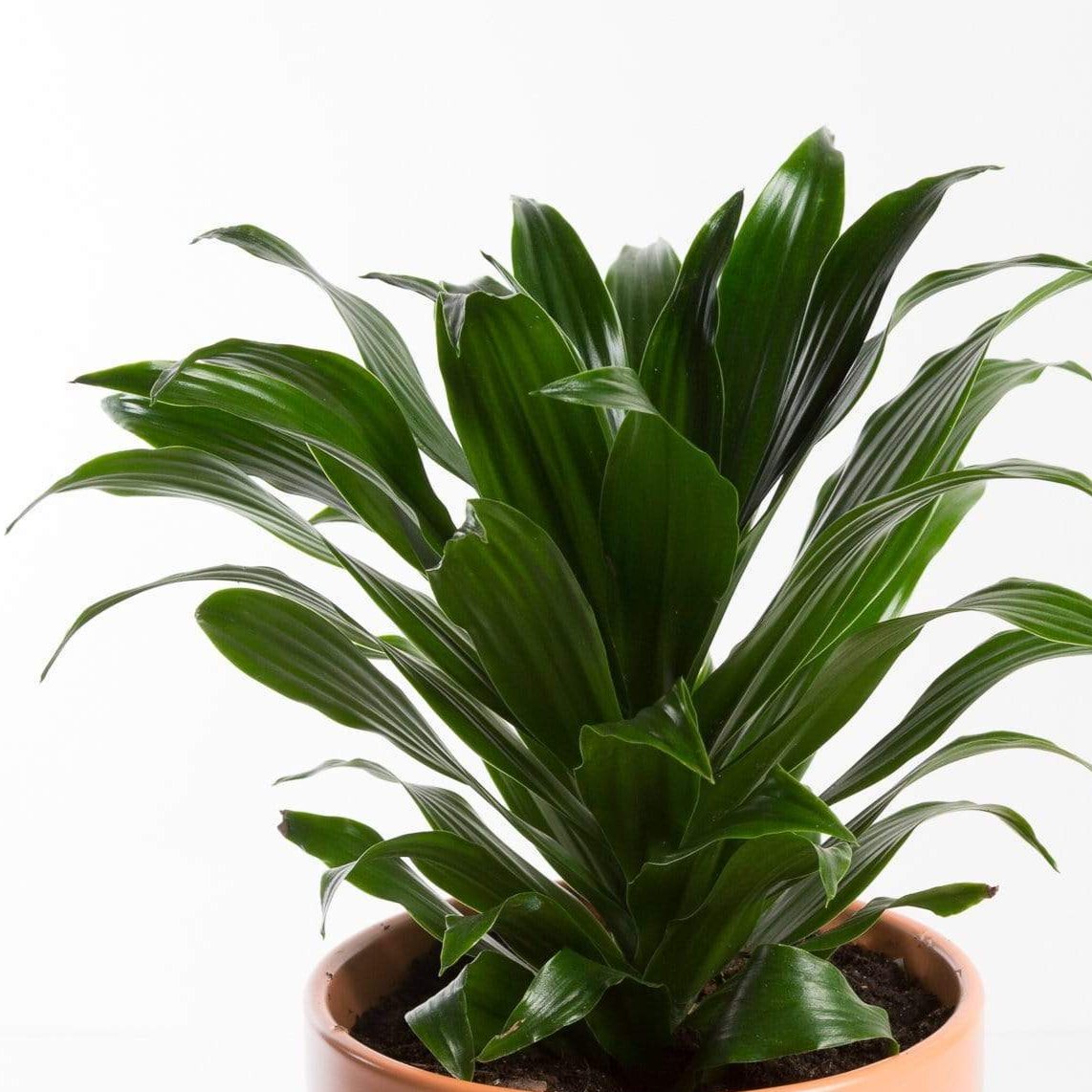 dracaena janet craig compact Dragon Tree 'Compact Janet Craig' 6"