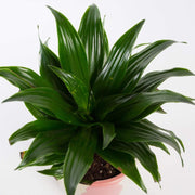 Urban Sprouts Plant Dragon Tree 'Compact Janet Craig'
