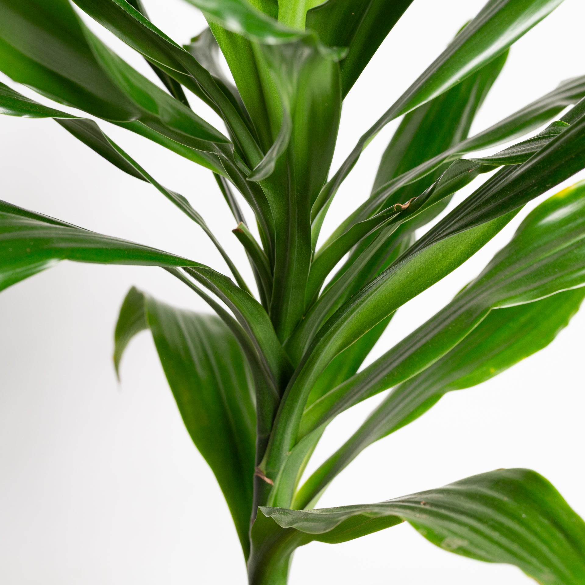 Dragon Tree 'Compact Janet Craig' 8"