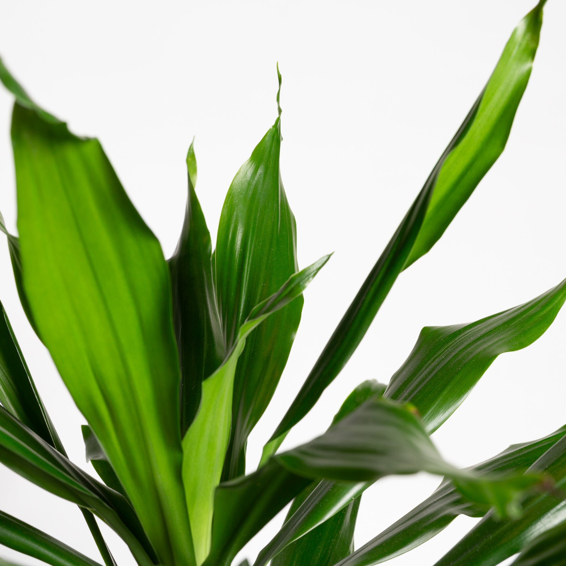 Dragon Tree 'Compact Janet Craig' 8"