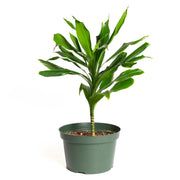 Dragon Tree 'Compact Janet Craig' 8"