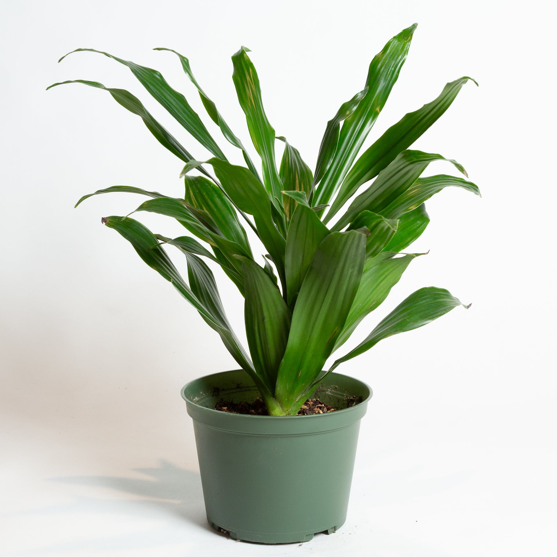 Dragon Tree ' Janet Craig' 6" - Urban Sprouts