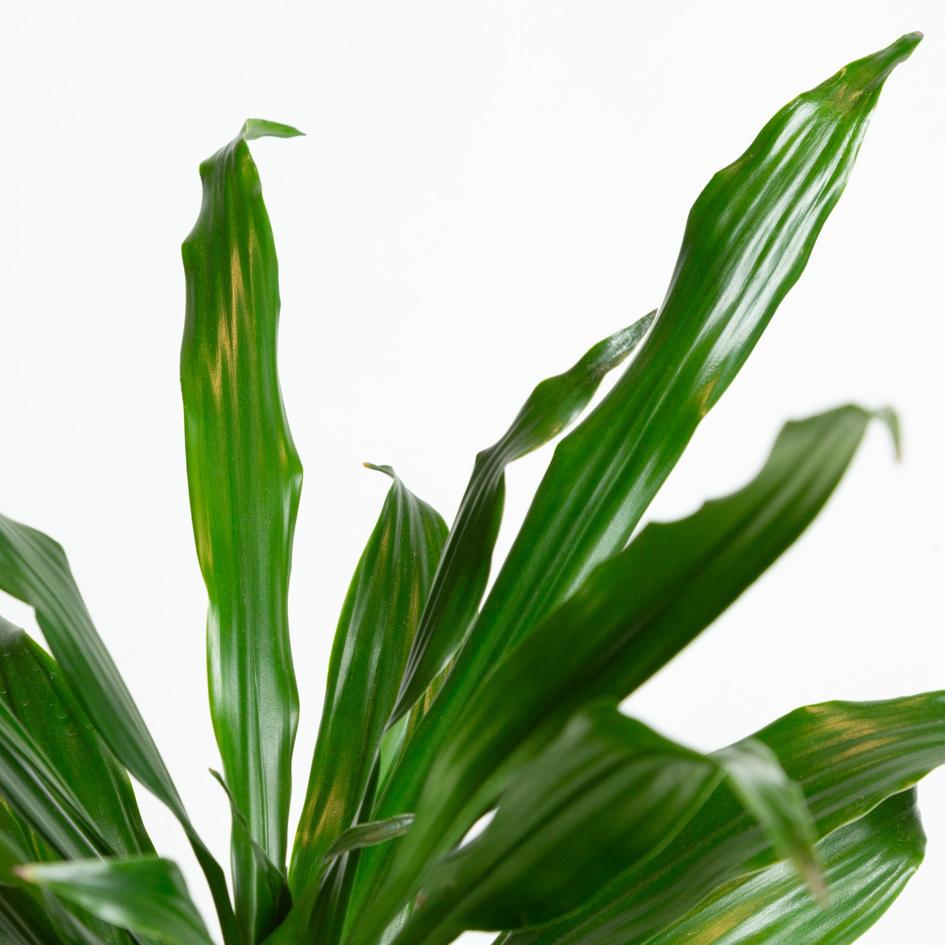 Dragon Tree ' Janet Craig' 6" - Urban Sprouts