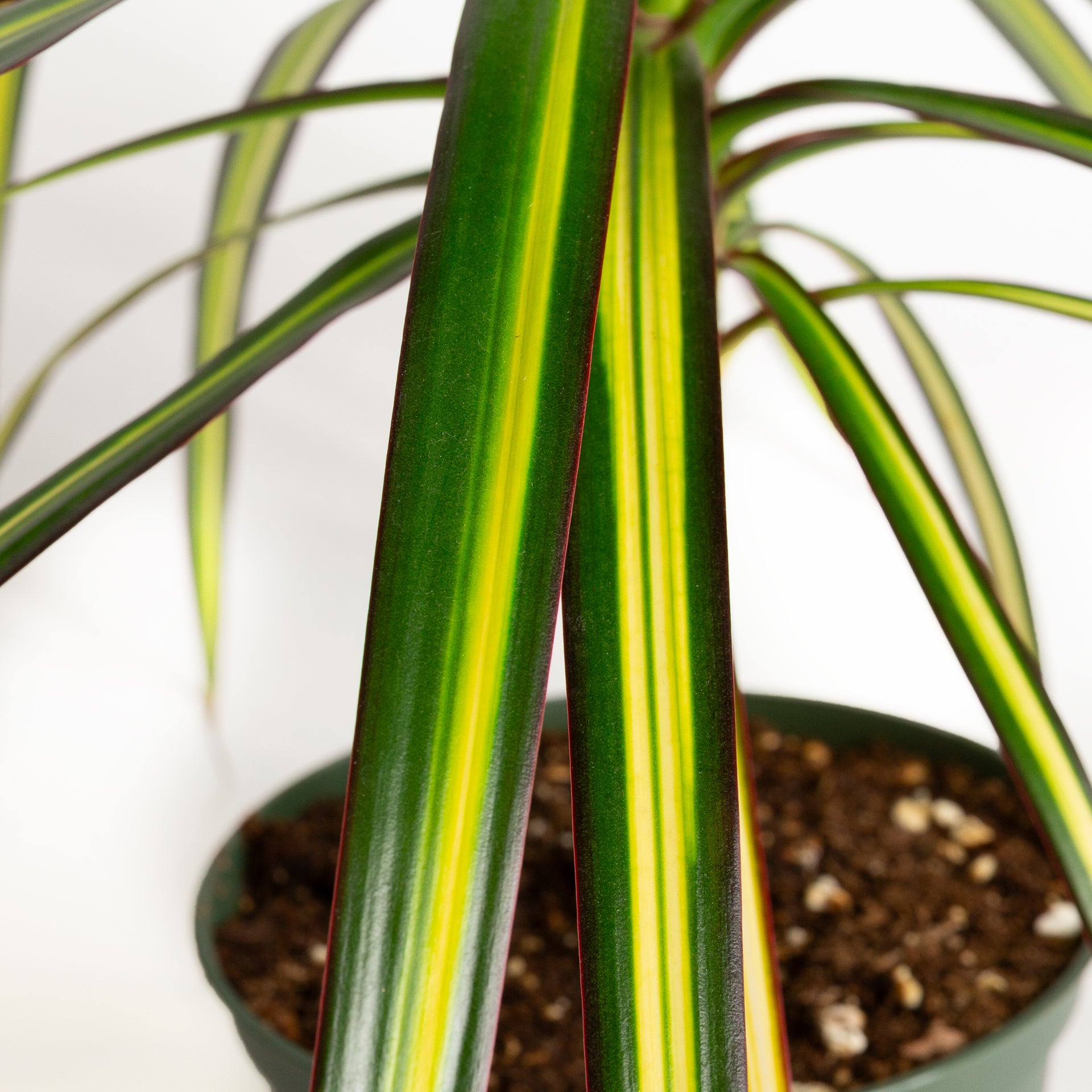 Dragon Tree 'Kiwi' 6" - Urban Sprouts