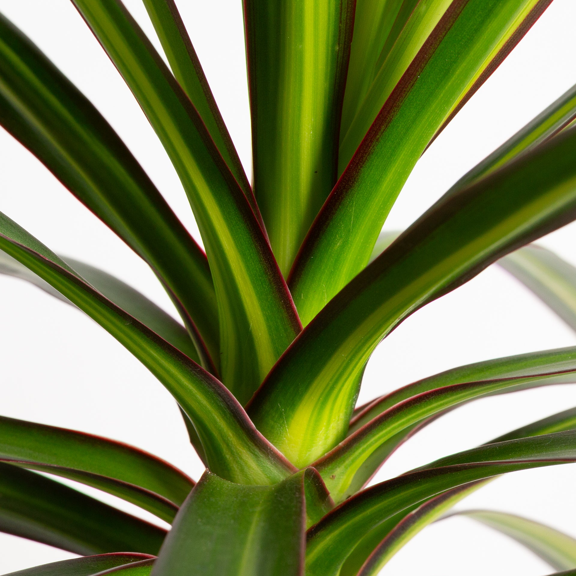 Dragon Tree 'Kiwi' 6" - Urban Sprouts