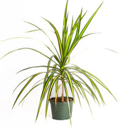 Dragon Tree 'Kiwi' 6" - Urban Sprouts
