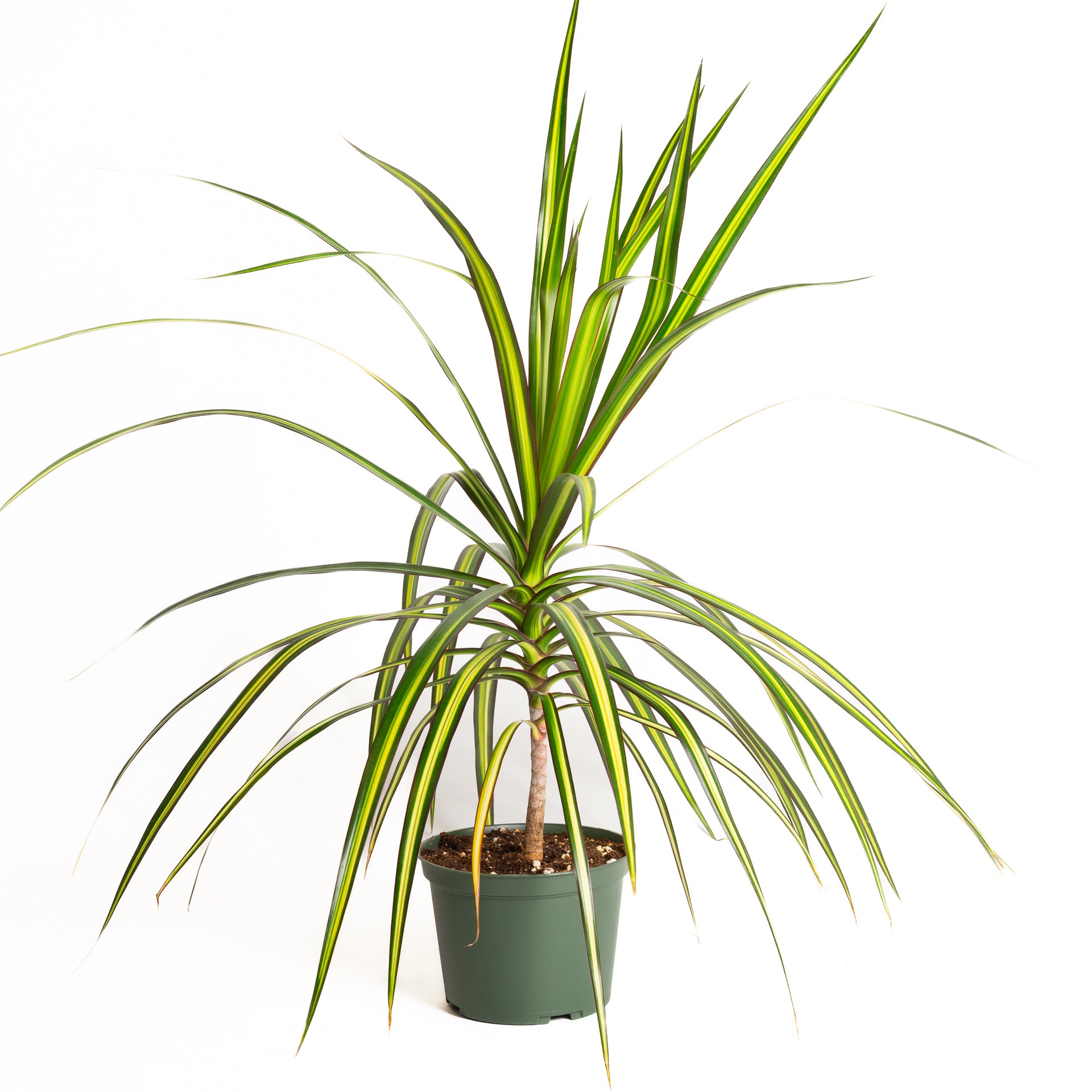 Dragon Tree 'Kiwi' 6" - Urban Sprouts