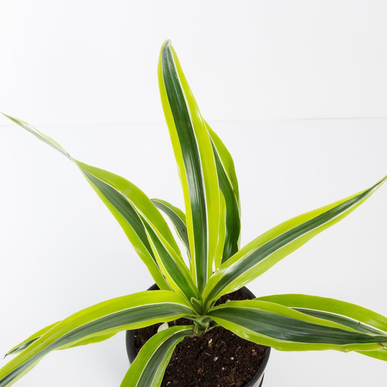 Urban Sprouts Plant Dragon Tree 'Lemon Lime'