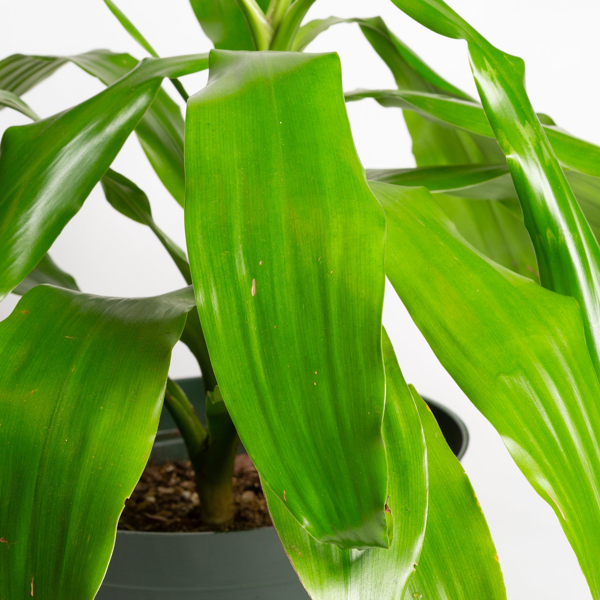 Dragon Tree 'Limelight' 8"