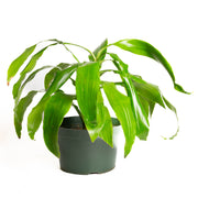 Dragon Tree 'Limelight' 8"