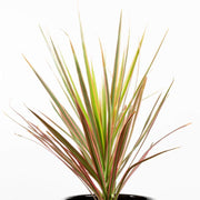 Dragon Tree 'Pink' 6" - Urban Sprouts