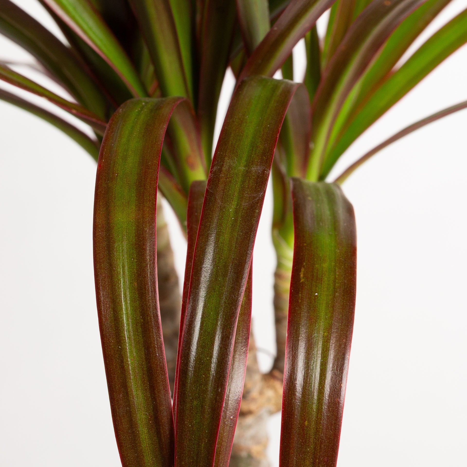 Dragon Tree 'Red Princess' 6" - Urban Sprouts